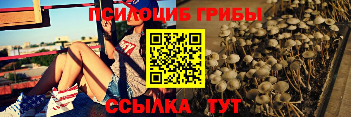 Галлюциногенные грибы Psilocybe Фролово
